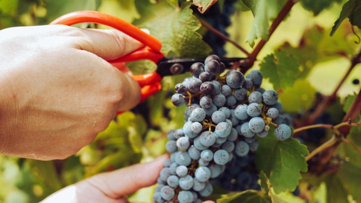 La moisson et la récolte : le jugement final de Dieu (Apocalypse&nbsp;14.14-20)